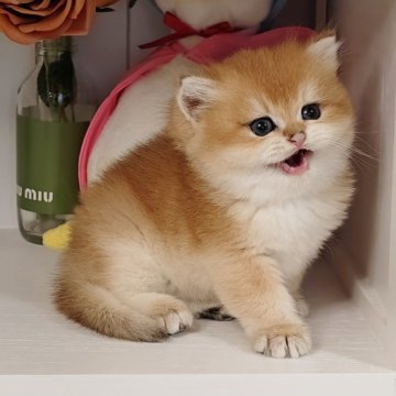 ブリティッシュショートヘア【埼玉県・女の子・2025年8月19日・ゴールデン】の写真「✨完璧美猫✨ クマさんみたい可愛い顔🐻💕」