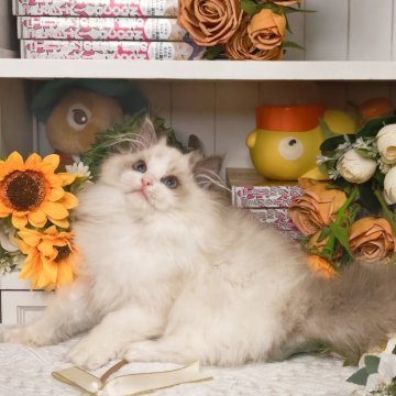 ラグドール【埼玉県・女の子・2025年10月3日・シールポイントバイカラー】の写真「とっても可愛いお顔( 💓∀💓)！」