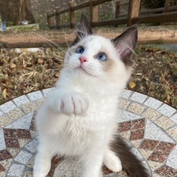 ラグドール【埼玉県・男の子・2025年4月29日・シールポイントバイカラー】の写真「とっても可愛いお顔( 💓∀💓)！」