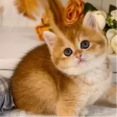 ブリティッシュショートヘア