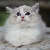 ラグドール【埼玉県・男の子・2025年5月22日・シールリンクスポイントバイカラー】の写真2