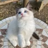 ラグドール【埼玉県・男の子・2025年4月29日・シールポイントバイカラー】の写真2