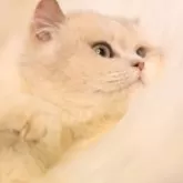 ブリティッシュショートヘア【埼玉県・女の子・2024年12月1日・ブルーゴールデン】の写真2