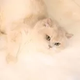 ブリティッシュショートヘア【埼玉県・女の子・2024年12月1日・ブルーゴールデン】の写真3