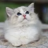 ラグドール【埼玉県・男の子・2025年5月22日・シールリンクスポイントバイカラー】の写真3