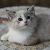 ラグドール【埼玉県・男の子・2025年5月22日・シールリンクスポイントバイカラー】の写真4