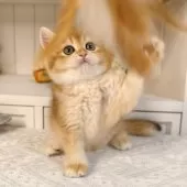 ブリティッシュショートヘア【埼玉県・男の子・2025年8月19日・ゴールデン】の写真8