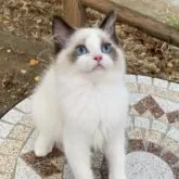 ラグドール【埼玉県・男の子・2025年4月29日・シールポイントバイカラー】の写真4