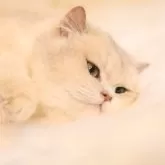 ブリティッシュショートヘア【埼玉県・女の子・2024年12月1日・ブルーゴールデン】の写真4