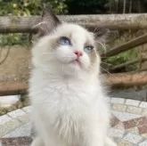 ラグドール【埼玉県・男の子・2025年4月29日・シールポイントバイカラー】の写真5