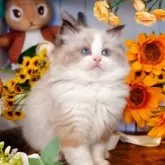 ラグドール【埼玉県・男の子・2025年9月8日・シールポイントバイカラー】の写真5