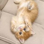 ブリティッシュショートヘア【埼玉県・男の子・2025年8月19日・ゴールデン】の写真9