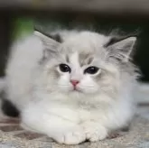 ラグドール【埼玉県・男の子・2025年5月22日・シールリンクスポイントバイカラー】の写真6