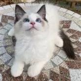 ラグドール【埼玉県・男の子・2025年4月29日・シールポイントバイカラー】の写真7