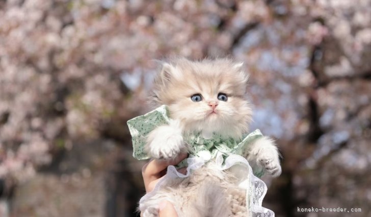 BritishLonghair shaded blue golden｜蔡　静怡(さい　しずか)ブリーダー(東京都・ラグドールなど・CFA/WCF登録)の紹介写真4