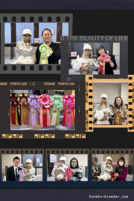 蔡静怡ブリーダーのブログ：JAPAN CFA CAT SHOW