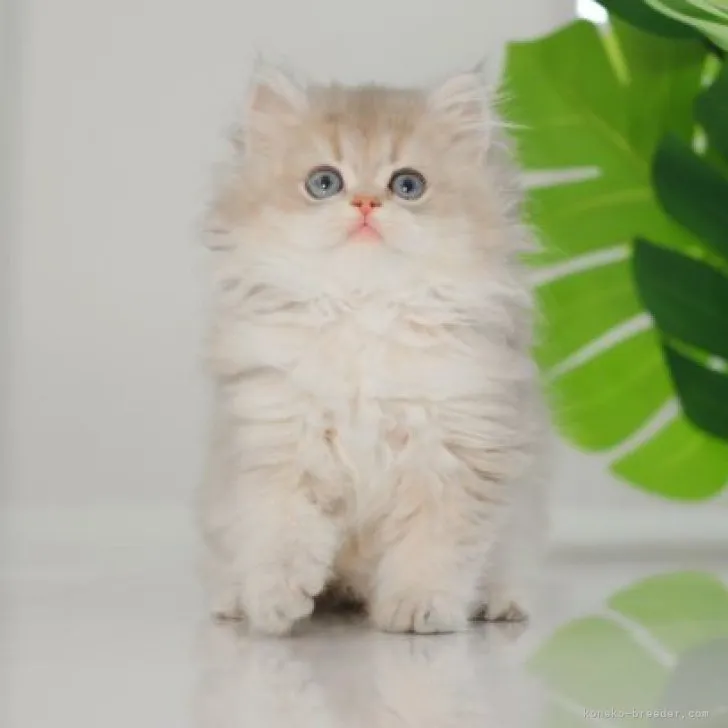 ID：2310-03116の子猫