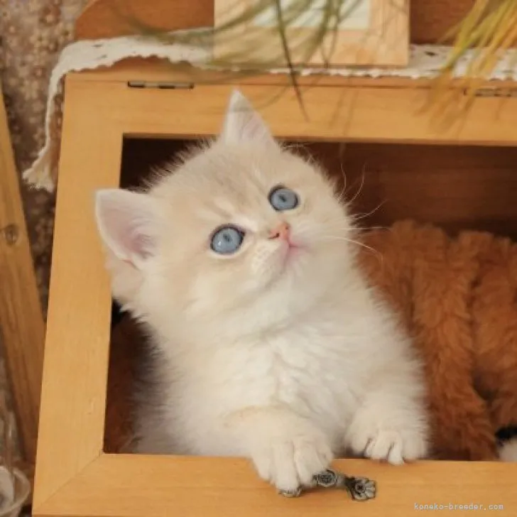 ID：2310-02138の子猫