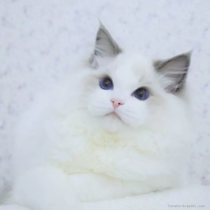 ID:2410-01792の子猫