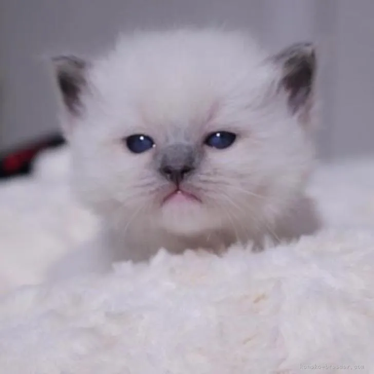 ID：2301-01009の子猫