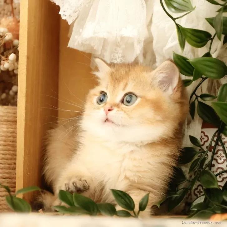 ID:2408-00501の子猫