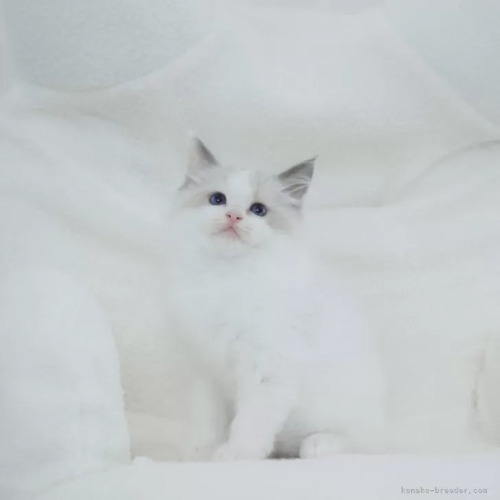 ID：2406-01028の子猫