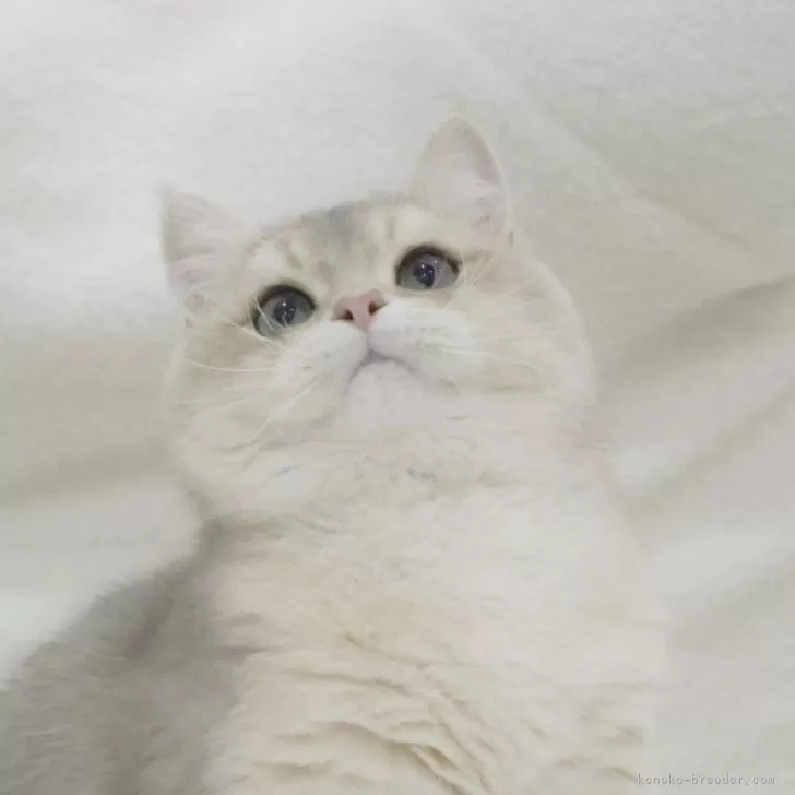 ID：2410-02865の子猫
