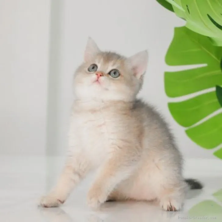 K.Y 様のお迎えした子猫