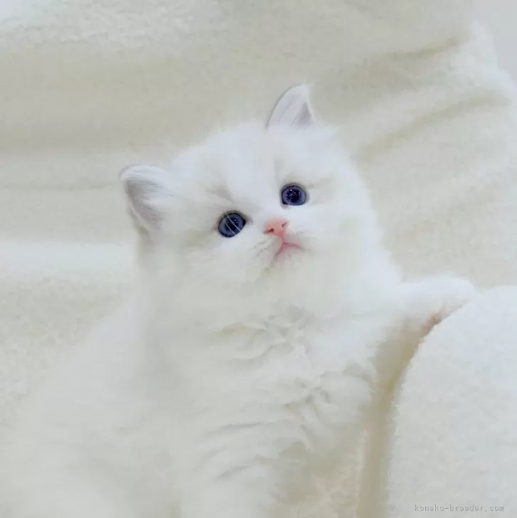 ID:2411-01634の子猫