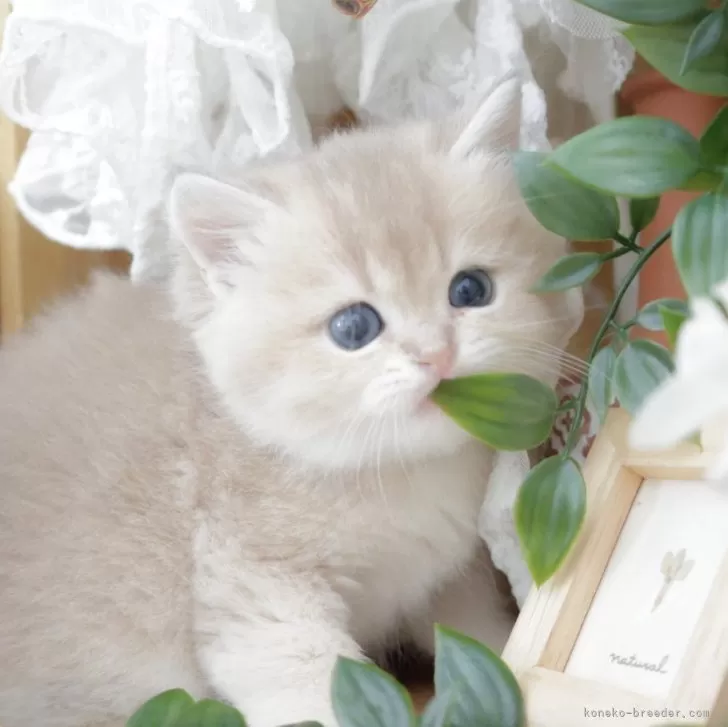 ID：2403-00550の子猫