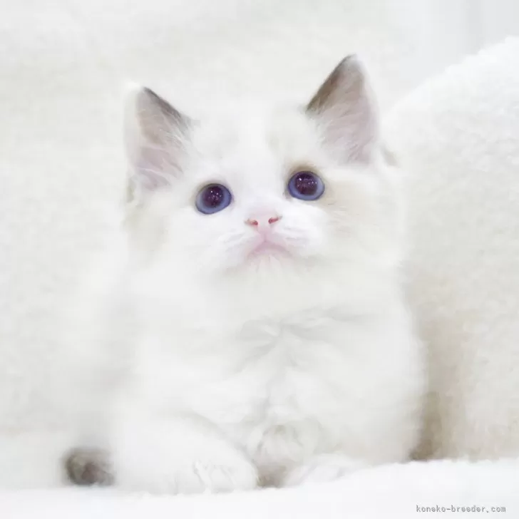 ID：2404-02642の子猫
