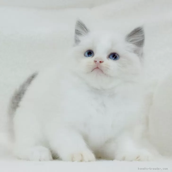 ID:2406-01116の子猫
