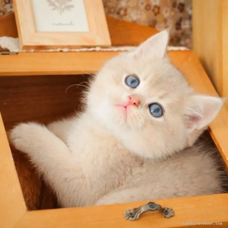 ID：2310-02437の子猫