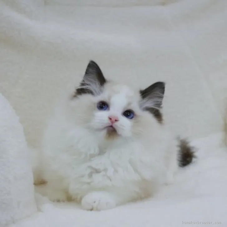 m.k 様のお迎えした子猫