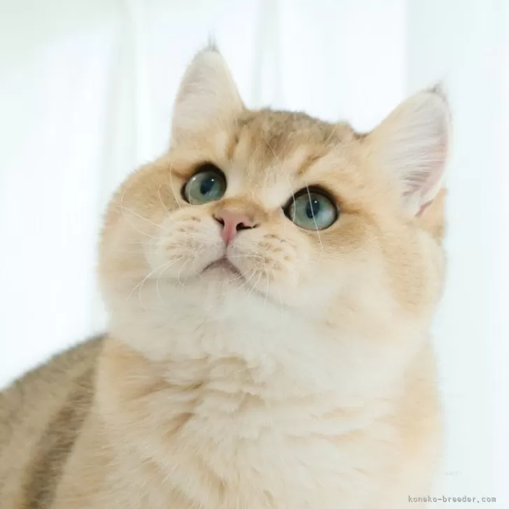 ID：2403-00087の子猫