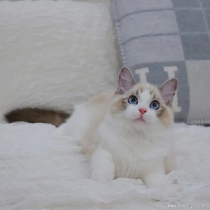 ID：2306-01402の子猫