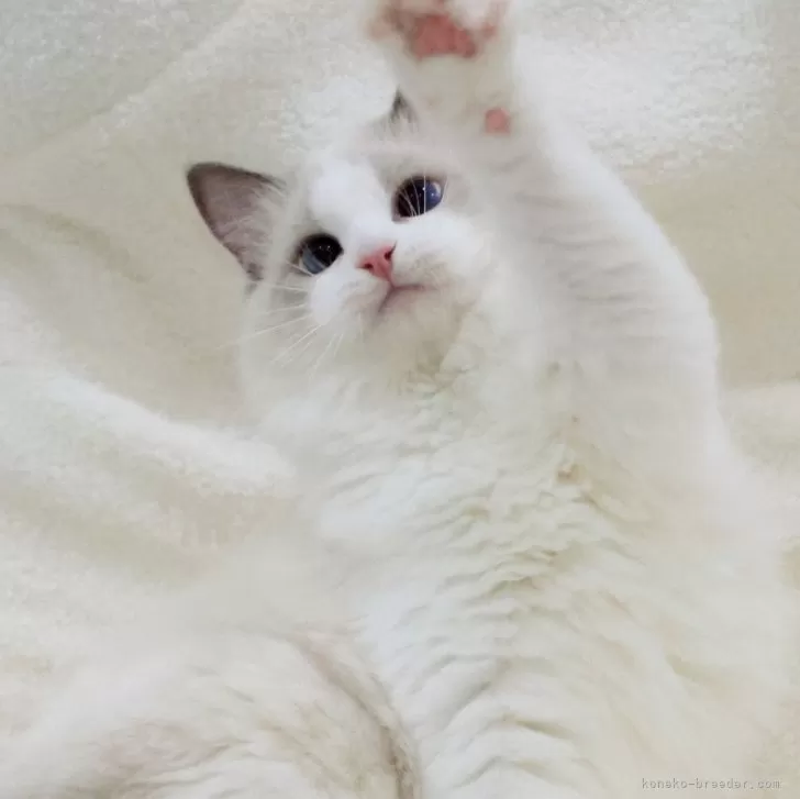 ID：2406-02418の子猫
