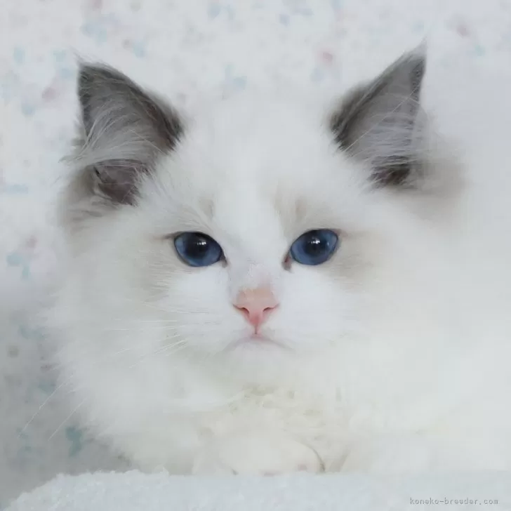 ID:2408-01335の子猫