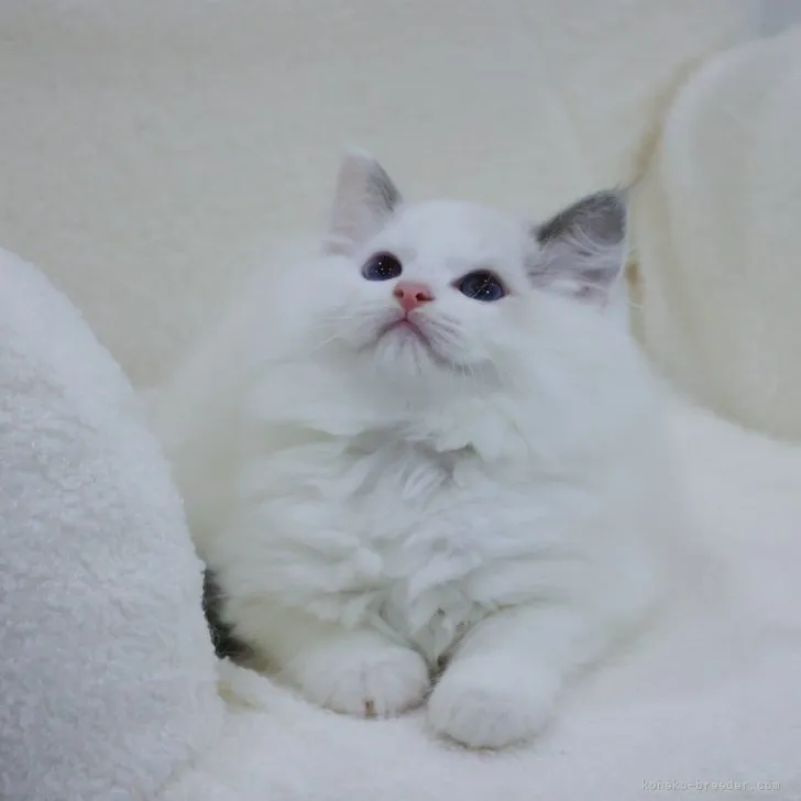 ID：2308-00298の子猫