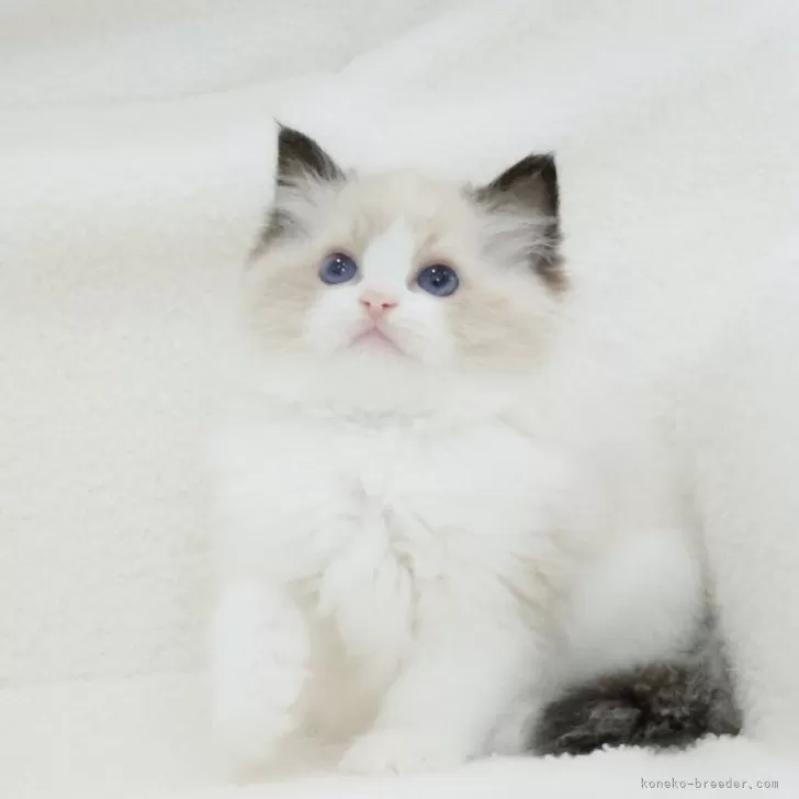 ID:2409-02496の子猫