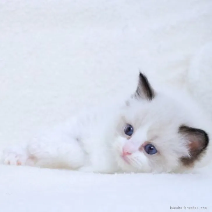 ID:2312-00665の子猫