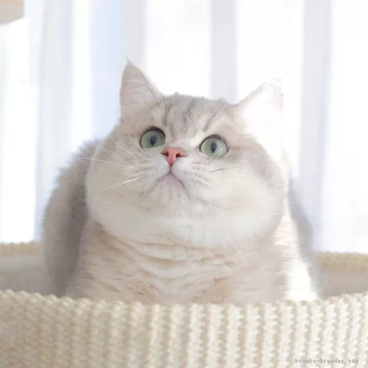 ID：2404-02615の子猫