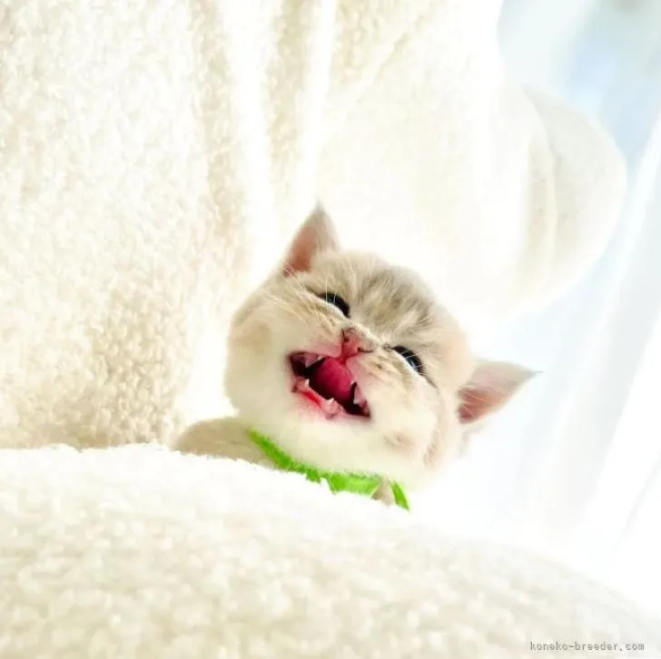 ID：2209-02423の子猫