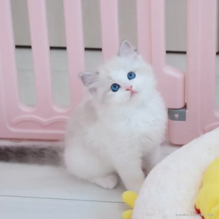 ID:2307-03195の子猫