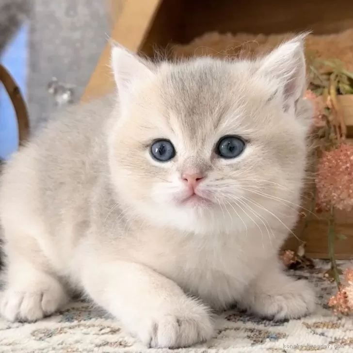 ID：2404-02605の子猫