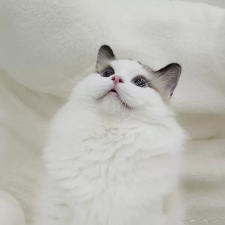 ID:2410-02859の子猫