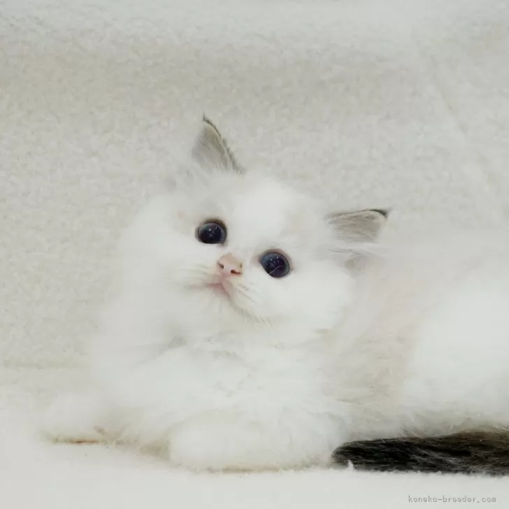 ID：2408-02921の子猫