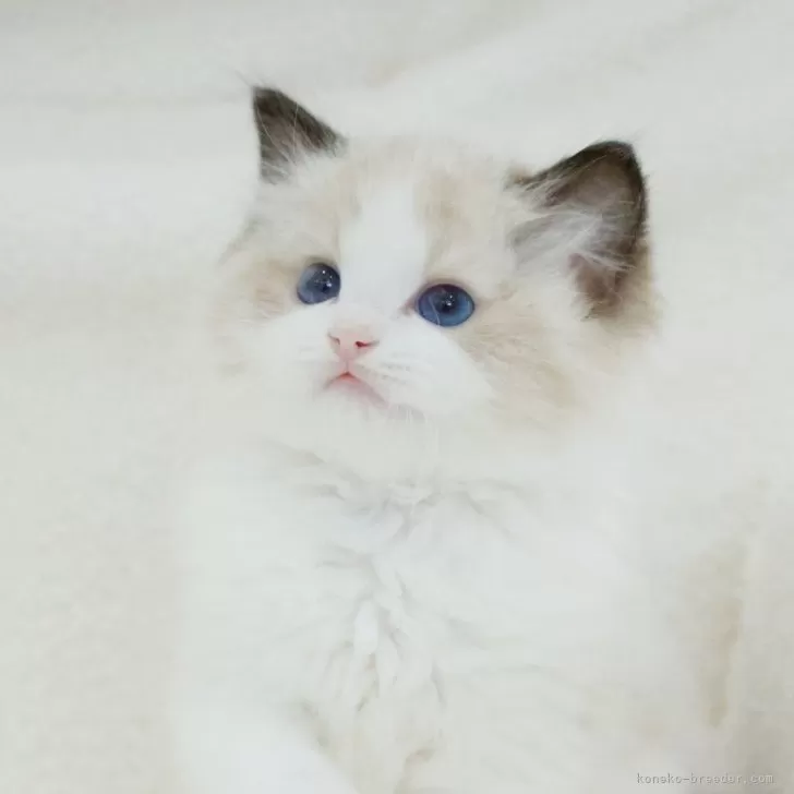 ID:2409-02558の子猫
