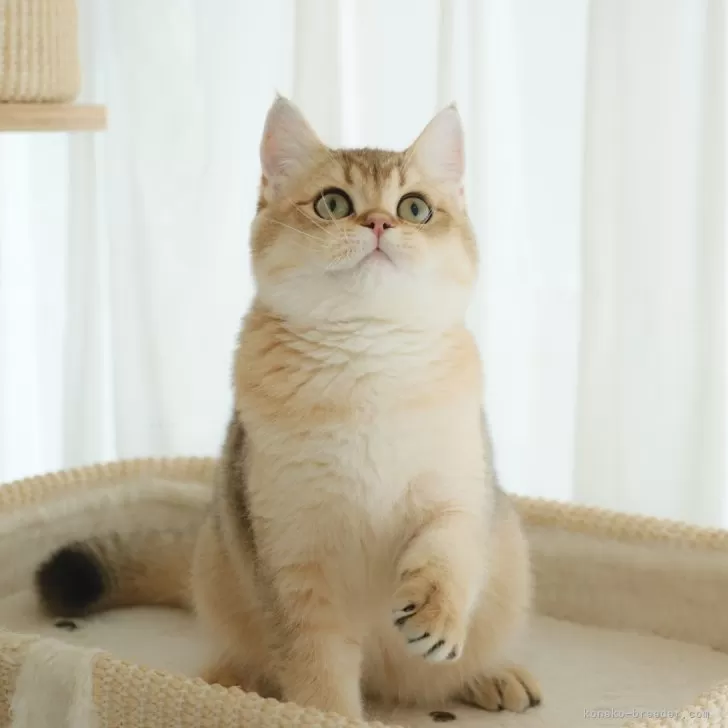 ID：2403-00922の子猫