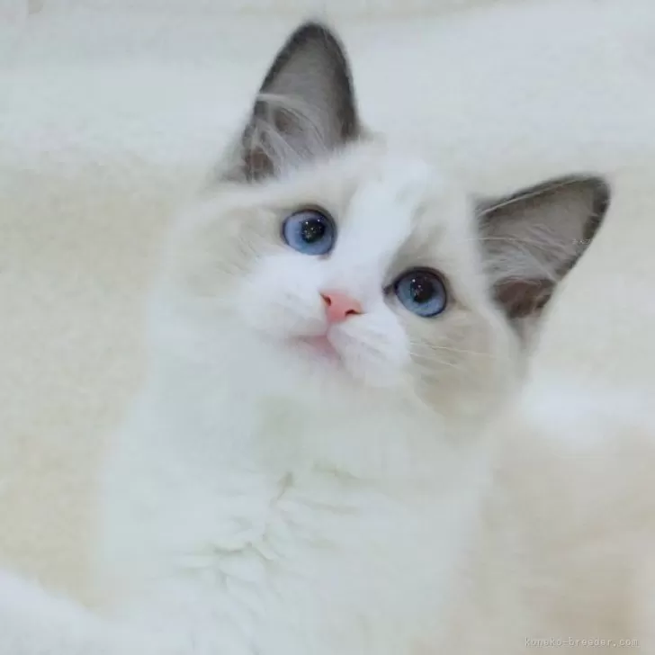 みっち 様のお迎えした子猫